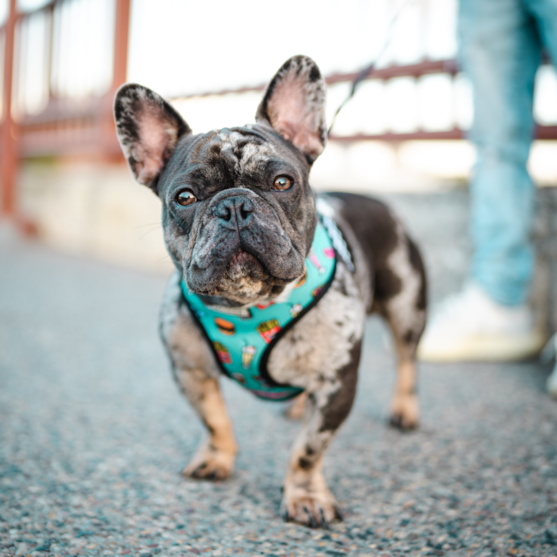 gray merle frenchie wearing a blue harness